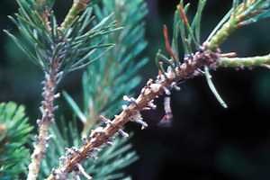 The mystery of missing pine needles: European pine sawfly
