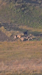 Wolves playing and enjoying each others company on a Yellowstone morning. Wolf packs are very social and close knit. These are members of the Wapiti Lake Pack in Hayden Valley... Yellowstone National Park #fblifestyle | T. Lyn Neufeld Photography