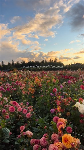 Galena Berkompas • Urban Flower Farm • Education on Instagram: "Sharing what gave me a moment of calm today for those who need it. 💐💐 . . . . . . #dahlias #flowers #bouquet #cottagegarden"