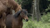 Tracking shot of a stallion mating with a mare, United Kingdom.