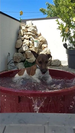 #jack russell terrier life, morning stretching routine💦💦💦