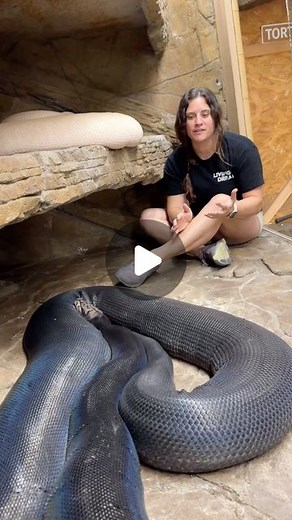 The Reptile Zoo on Instagram: "This is why Female Pythons are bigger then Males🤯 These female Pythons have to be a lot bigger because they have to house those eggs🙌 They can have anywhere from 30 eggs to 90 eggs so they need to have all that extra weight to use it as energy for all the babies🤩 • • • #wow #cool #giant #pythons #huge #rare #females #males #amazing #beautiful #animals #wild #wildlife #nature #big #snakes #massive #incredible #fun #facts #education #reels #reelsinstagram #reelsvi