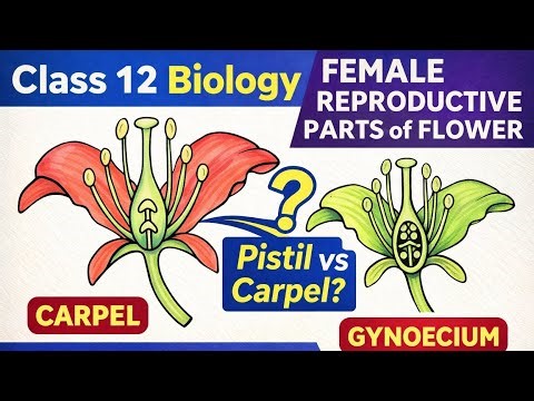Pistil, Carpel aur Gynoecium Explained | Female Reproductive Part of Flower | Class 12