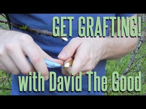 Get Grafting! Instructional with David The Good (learn 3 easy grafts & lose your fear of grafting)