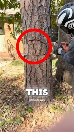 This Guy’s Lumberjack Skills Are On Another Level… 😱