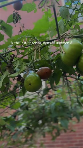 Looks like a little kitchen witchery is in my future… Debating on whether to can salsa, sauce or diced with peppers for my cantry 🍅