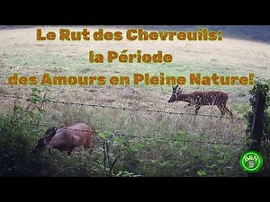 Le Rut des Chevreuils: La Période des Amours en Pleine Nature! (du 1 au 8 juillet 2025)