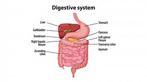 Detailed Visualization Human Digestive System Stock Footage Video (100% Royalty-free) 3549047867 | Shutterstock