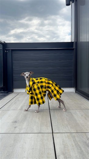 Cher Horowitz and Tika the Iggy. What do they have in common? Both teenage fashion icons with giant wardrobes, duh. As if I’d wear anything less than iconic for my 14th birthday. Outfit by Jade and Coral. Fashion sense by 14 years of fabulous. Now be honest. Is it too early to start planning my quinceañera? Bisous mes chéris. | Tika the Iggy