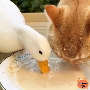1.3K views · 79 reactions | The cunning duck won food with the cat 閭綾 | Cats Life | Facebook