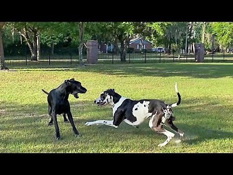 Funny Great Danes enjoy their morning wrestling romp