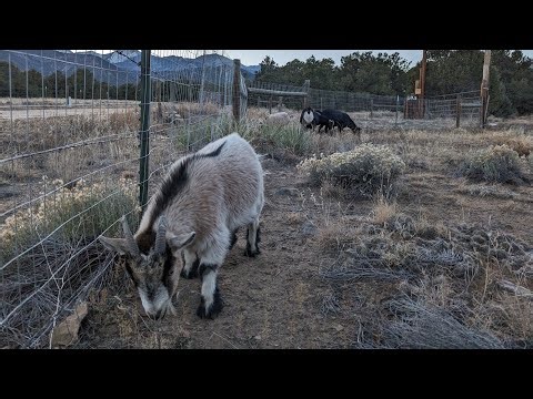 ⚡ Lightning Goats ⚡ Live Goat Feeder