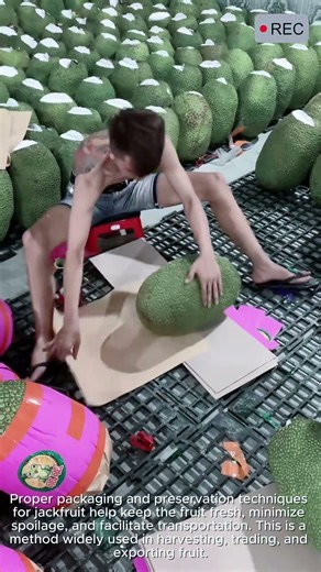 Jackfruit Packing Skill Keep Fresh Longer #video #viral #creative #technology #machine