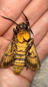 799K views · 41K reactions | Sometimes there’s sad moments like this, he’s grooming himself still but can barley move, he’s old now  deaths head moths will live up to 6 weeks which just isn’t long enough sometimes | Jumping spider & Moth life | Facebook