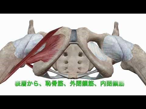 閉鎖孔ヘルニアのCT解剖の理解のための動画