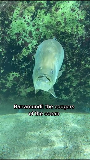 Female Barramundi Transition in Cougar Town: Ocean Edition