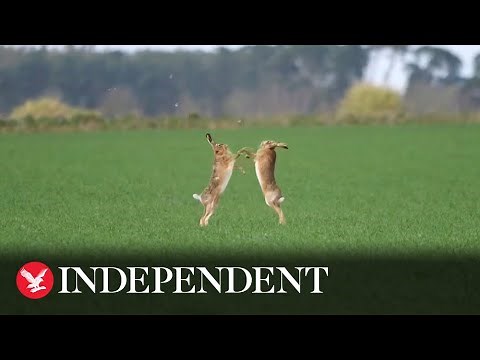 Video captures pair of hares standing up on hind legs and fighting