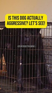 575 reactions · 3 comments | People see this behavior & assume that the dog wants to attack. If I showed fear he would've continued his behavior trying to dominate me but with a calm approach I had to let Zeus know I'm here to help him . He went from Angry Cane Corsoto a over sized bunny  | DJK9 Dog Training | Facebook