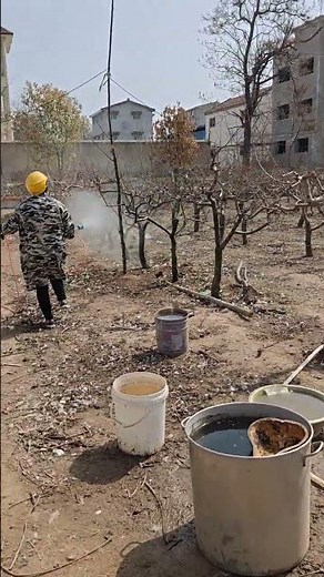 Maximize Fruit Tree Yield - Ultimate Guide to Planting Success