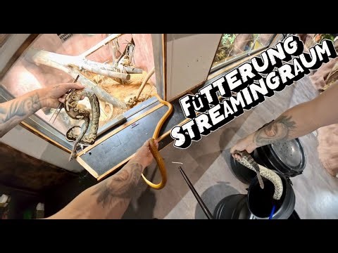 TODAY IN THE STREAMING ROOM: First-person venomous snake feeding!