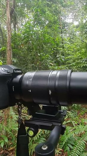 lensa panasonic lumix 100-400mm for wildlife