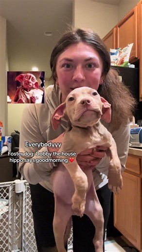 Another day… another good morning from the house hippo foster dog, Dobby 👂 & Hagrid 😭 one full week of getting the love this boy. *I do want to preface this was filmed before his surgery 🫶🏼 prior to yesterdays events.. #rescuedog #fosterdog #adoptdontshop #harrypotter #oliverthepitty