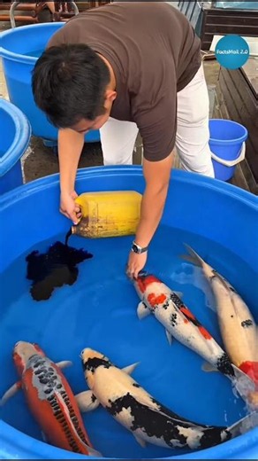 Why Is Liquid Added To A Fish Tank #shorts #ytshorts