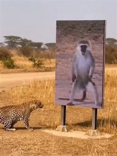 Leopard Gets Fooled by Video Ad
