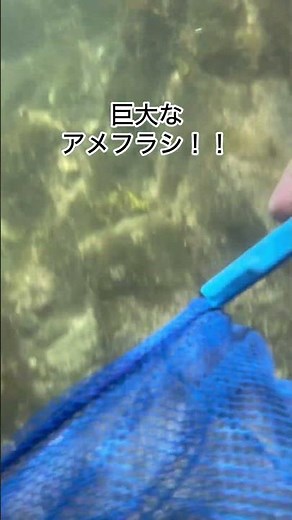 海で生き物観察① #ちひろ先生の理科実験教室 #ダンゴムシ先生