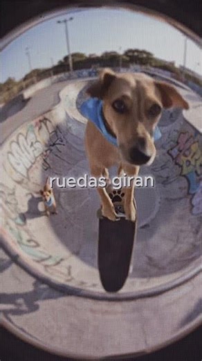 doche skateboards #ai #dogvideos #fyp #foryou