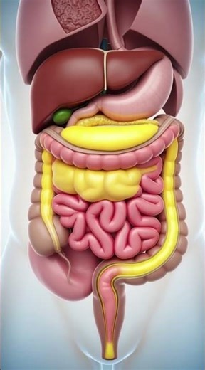"From Bite to Bathroom: The Shocking Digestive Journey! #bodyscience #healthfacts #3danatomy