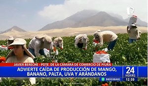 Anuncian posible escasez mayor a la de 2017 de mango, banano, uva, palta y arándano