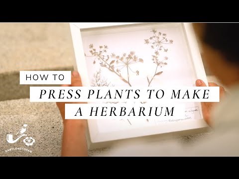 How To Press Plants To Make A Herbarium