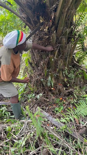 Some don’t want to know their history. Shame to say where they come from. This song that I sing, it’s dedicated to you. The last train is going🤭🤭 Your culture is not inferior. I was craving for palm nut soup with galbanum so I took my cutlass to the farm to get some. #reelsviralシ #reelschallenge #Reggaeton #reelsviralシfb #RastafariLivity | Ayeribire Mpata Akolbila
