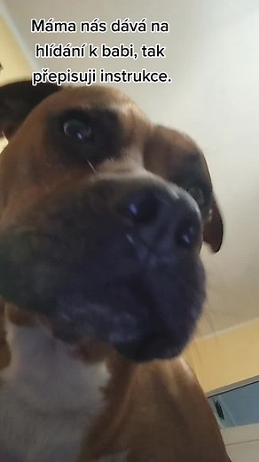 Understanding Dog Behavior: Insights on Your Boxer