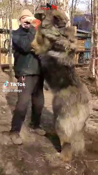 Caucasian Shepherds: The Majestic Big Dog Breeds