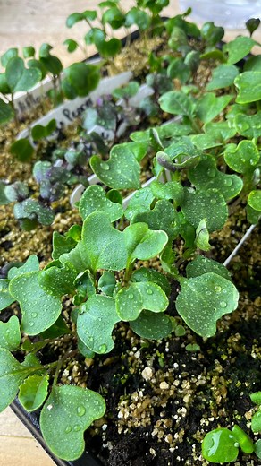 Let’s bump up our seedlings into bigger trays! #zone3gardening #coldclimategardening #shortseasongardening #seedstarting #beginnergardener #cutflowergarden | Shifting Roots