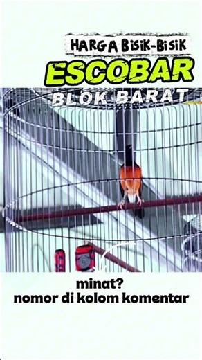 ESCOBAR Dijual HARGA SEDULURAN😱#muraibatu #kicaumania #suaraburung