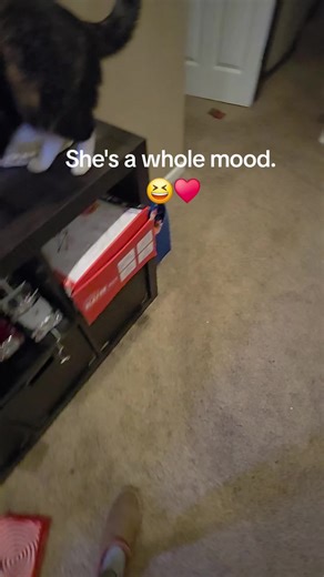 Spayed Cats: Independent and Strong