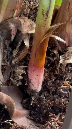 Banana Plant Trimming