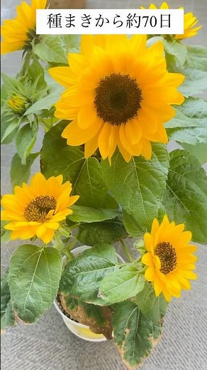 【種まきから70日】🌻ロフトのミニひまわり栽培キット‼️#ガーデニング #ベランダ園芸 #ロフト #ひまわり