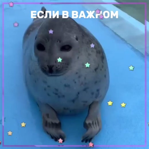 Тюленьчики: Разговоры, споры и приятные моменты