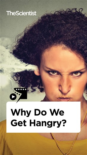 Do you ever feel like you are going to turn into the Hulk when you get hungry? Better known as getting hangry! Watch this video to find out how the same signals that make your stomach grumble could also be playing with your emotions, and what you can do to keep the "hanger" at bay. | The Scientist