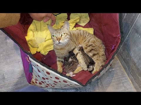 Protective Cat Not Allowing To Pet She Attacks When Human Touch