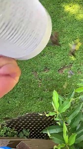 Watch How to empty inline pre-filter on Amazon Live