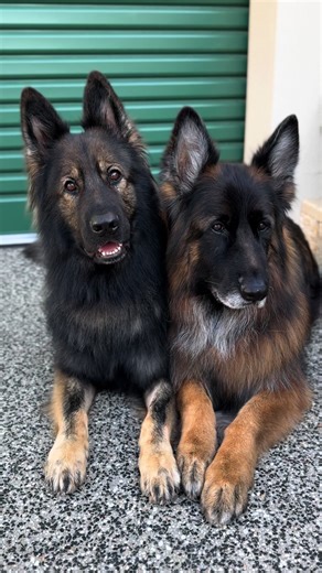 Amazing German Shepherd Head Tilting Moments
