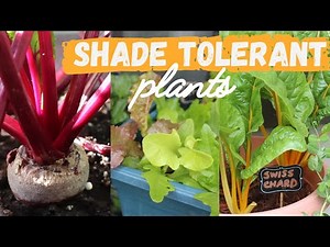 8 Vegetables to Grow in Shade | Growing in Containers