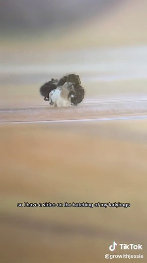 9 LadyBug Eggs Hatching🐞 #howtowithjessie #ladybug #plants