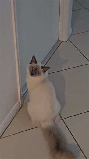 6-month-old ragdoll cat calling. #ragdollcat #랙돌고양이 #cutecat #kittens #고양이 #귀여운고양이 #cutepets