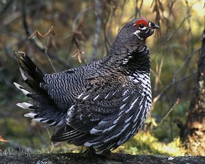 Spruce grouse - Alchetron, The Free Social Encyclopedia